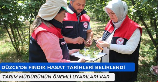 Düzce’de fındık hasat tarihleri belirlendi  